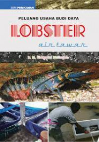 Peluang Usaha Budidaya Lobster Air Tawar